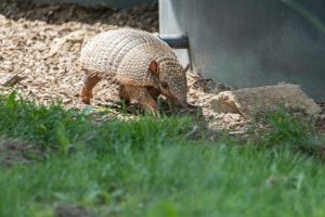 Environmental Lawsuits Shaping Corporate Behavior
