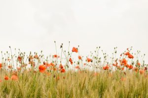 Finding Inspiration in the World’s Quietest Places