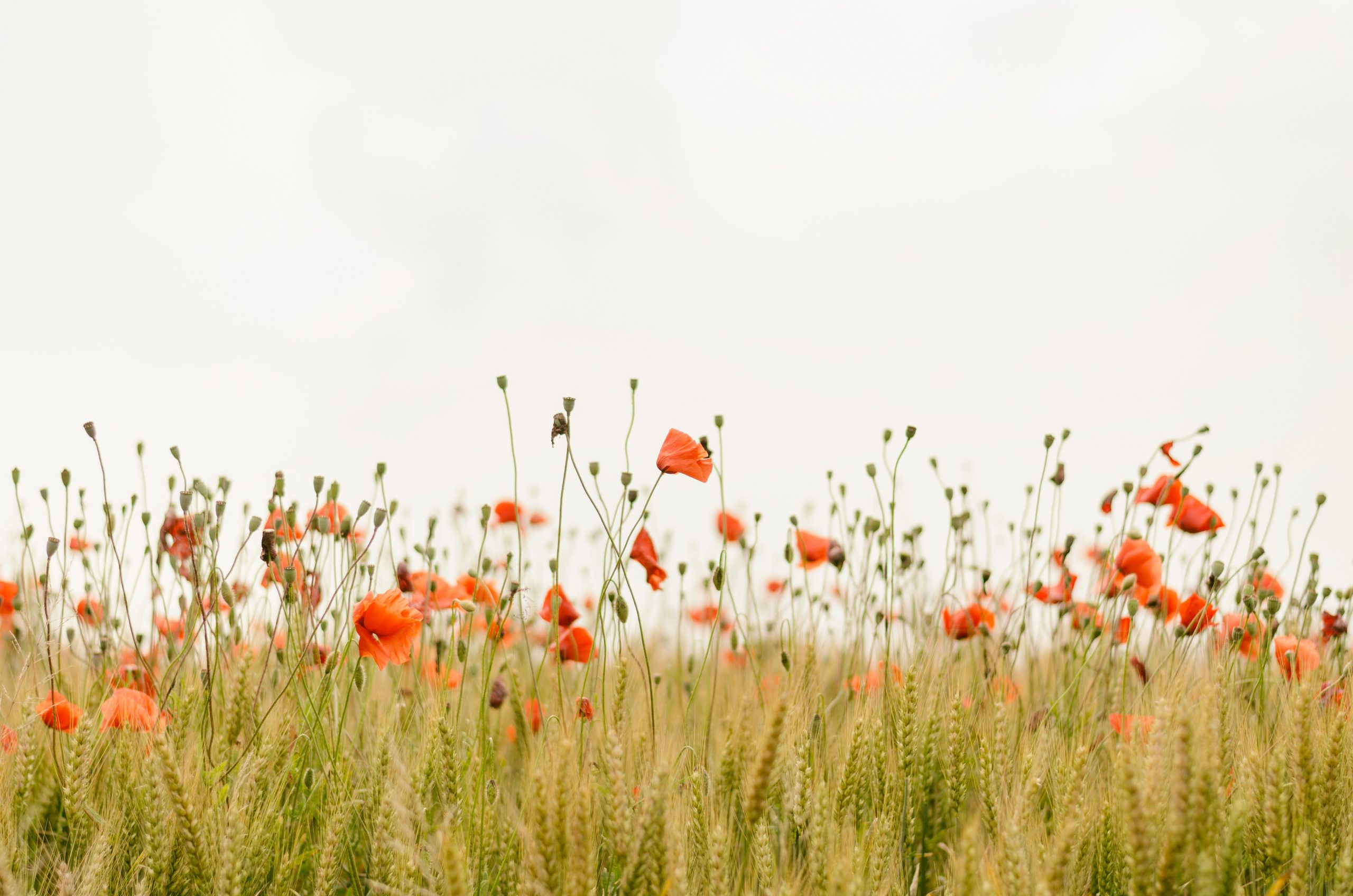 Finding Inspiration in the World’s Quietest Places
