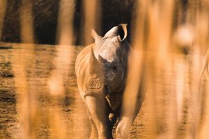 Wildlife Encounters That Will Change Your Life