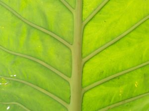 Green Building Materials Leading the Sustainability Charge