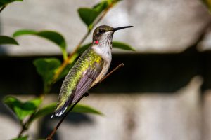 Backyard ADUs: Small Spaces, Big Opportunities